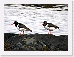 Oystercatcher meriharakka * 800 x 598 * (371KB)